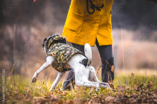 The dog in the field prepares to run. Standing next to a man in a funny pose. Basenji in clothes