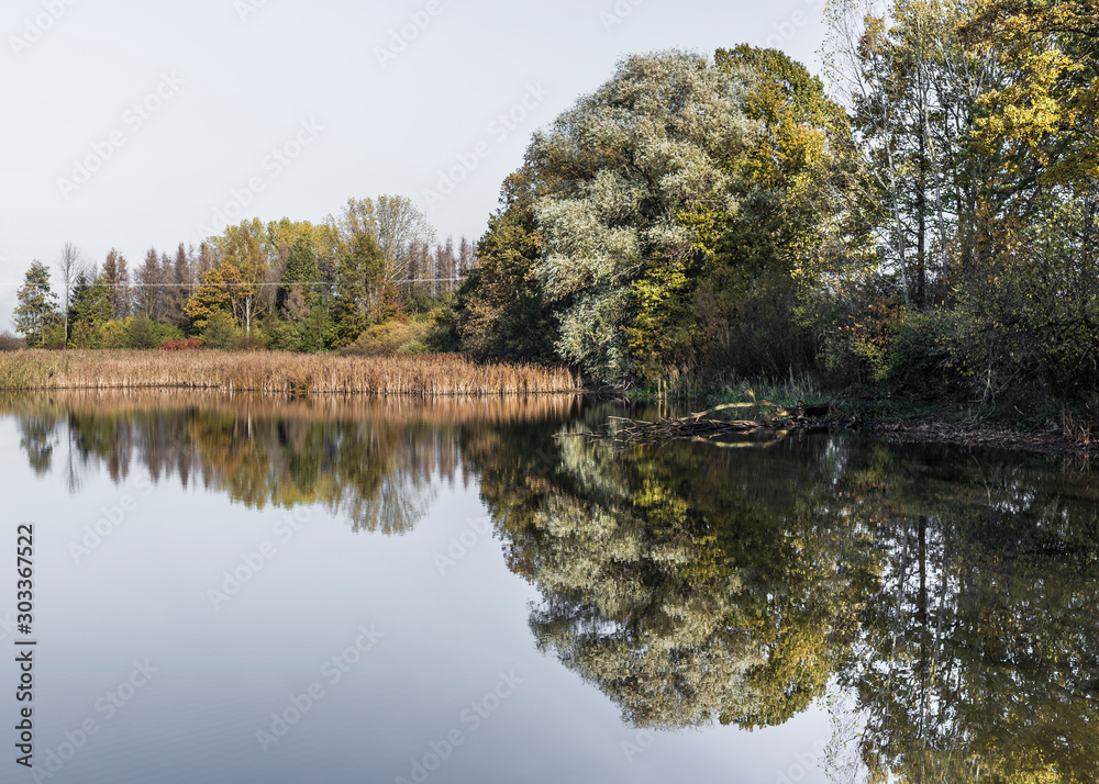 trees are reflected in the lake