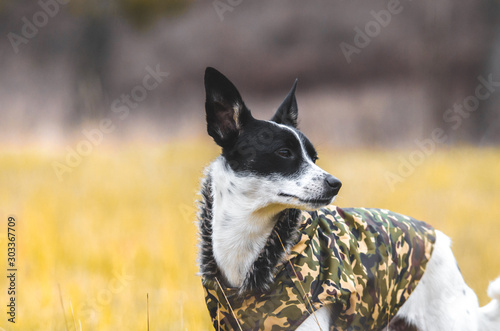 Fototapeta Naklejka Na Ścianę i Meble -  Dog in a bright field. Red color background. Portrait of basenji walking with man's best friend