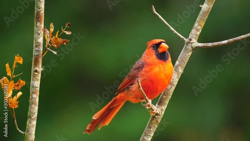 northern red cardinal male