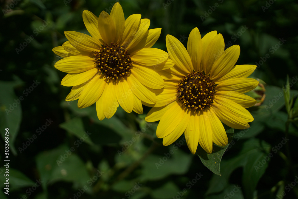 Fototapeta premium sunflower