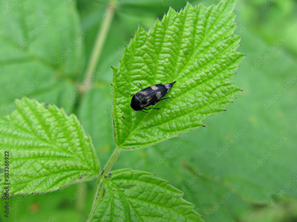 Insect Insect