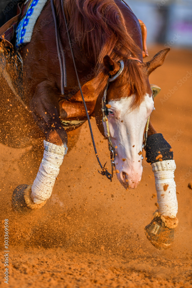Obraz premium The close-up view of a rider stopping a horse in the sand.