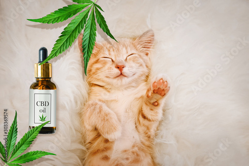 Fototapeta Naklejka Na Ścianę i Meble -  Concept of animal feed, vitamins with CBD oil and cannabis. Cute red kitten with a smile sleeps, hemp leaves in the background