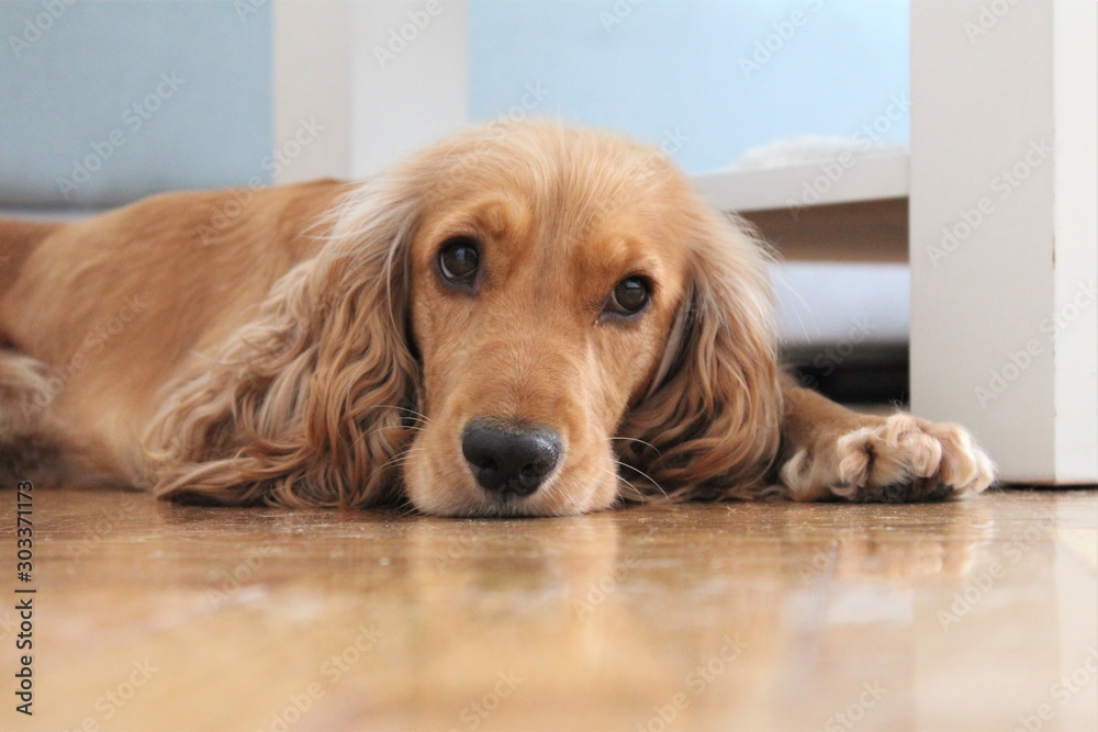 Fotografía english cocker spaniel