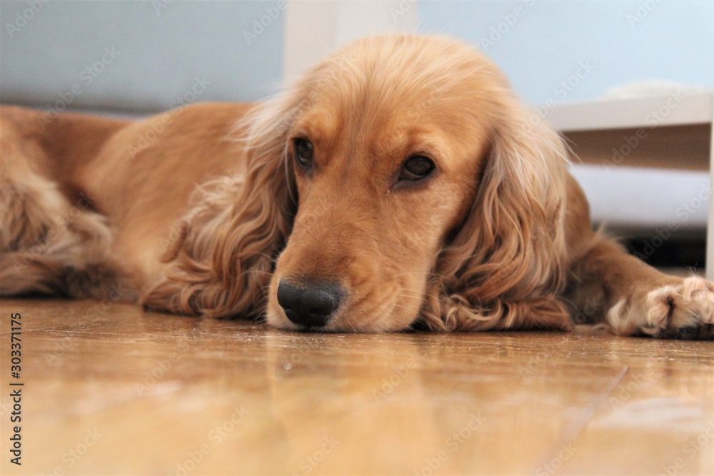Tired and sad dog lying down floor.