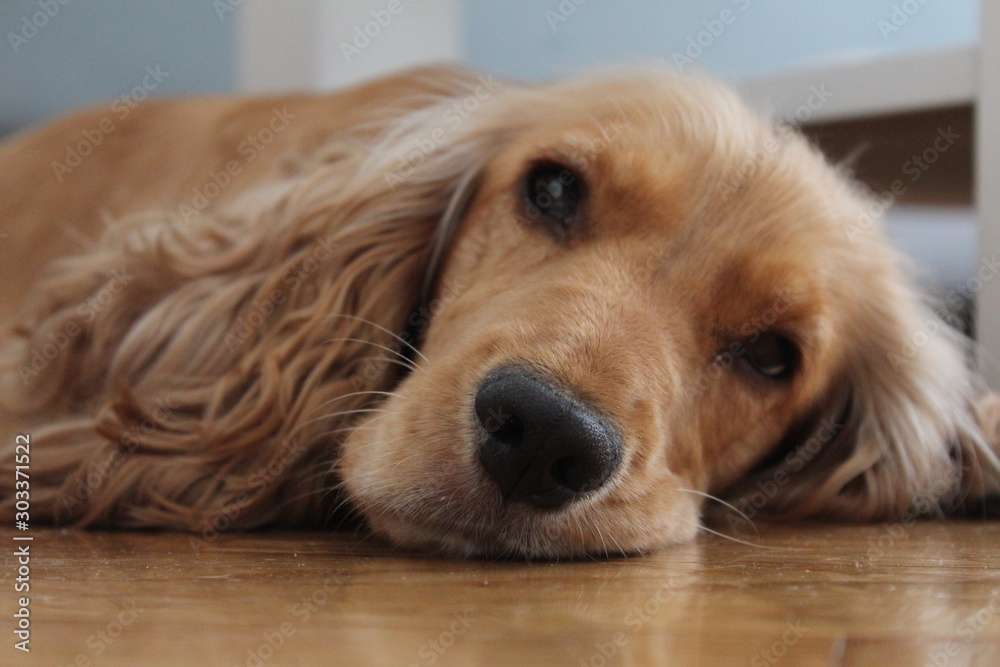 Tired and sad dog lying down floor.