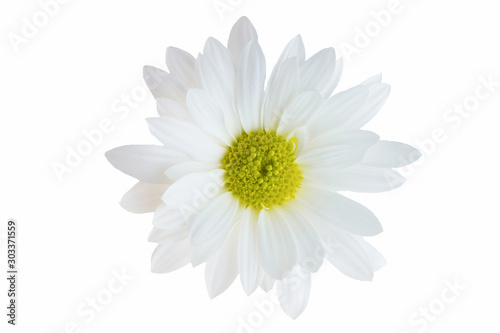 isolate closeup white chrysanthemum flower.