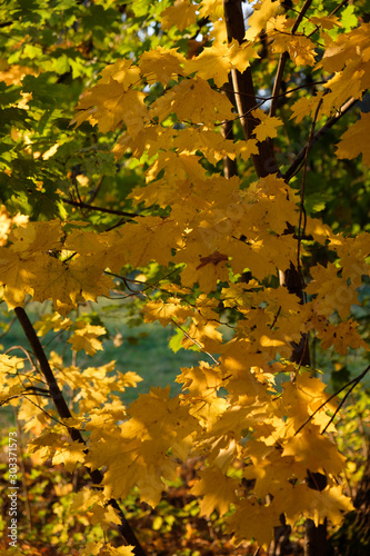 Indian sommer with colorful leavesin autumn. photo