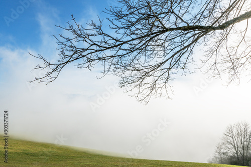 Blick auf eine Wiese im aufsteigenden Nebel