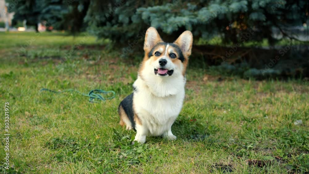 Portrait of cute pedigree welsh corgi pembroke dog sitting on green grass in urban park enjoying fresh air and freedom. Animals, pets and nature concept. Portrait of cute pedigree welsh corgi pembroke dog sitting on green grass in urban park enjoying fresh air and freedom. Animals, pets and nature concept.