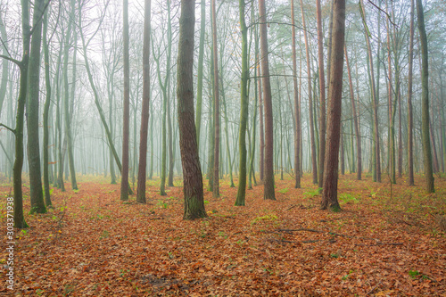 Foggy autumn forest, fallen leaves