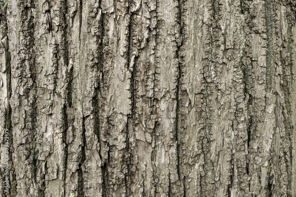 Old bark pattern is an abstract texture background Old bark pattern is an abstract texture background