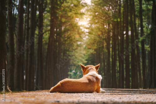 Dog lay down on the ground with pine forest background.