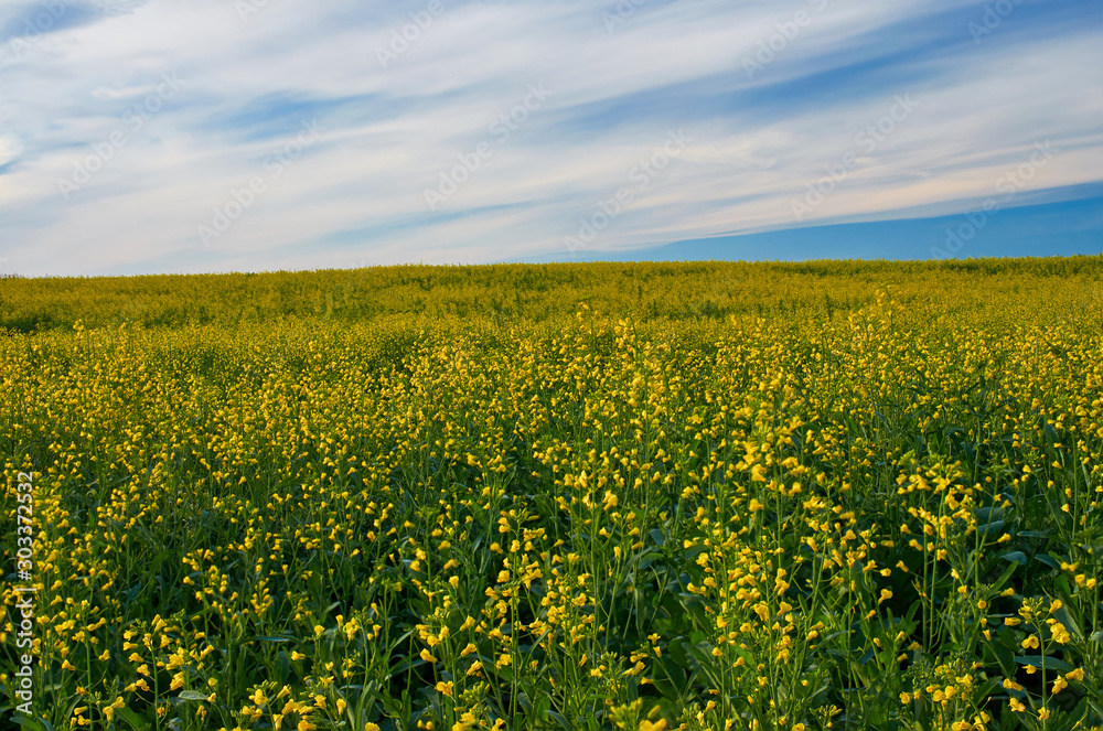 Rapeseed field.Blooming canola flowers.Rape field and clouds in sky