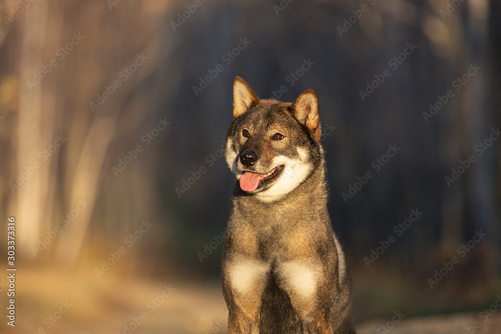 Naklejka premium Profile portrait of happy and beautiful japanese dog breed shikoku sitting in the forest in autumn