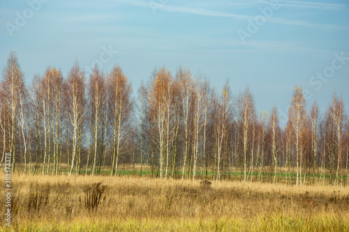 Birch trees in a meadow, autumn season