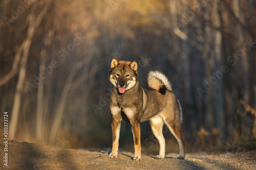Portrait of happy and beautiful japanese dog breed shikoku standing in the forest in autumn
