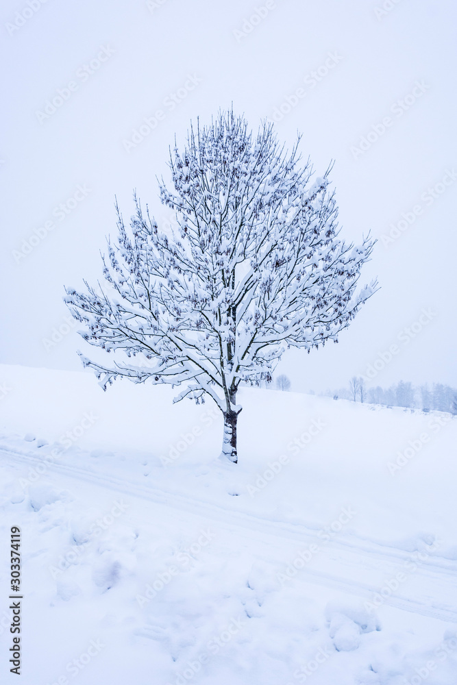Snowy tree staying near a way. First snowing. Snowy tree staying near a way. First snowing.
