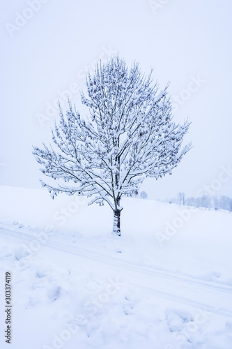 Wallpaper Mural Snowy tree staying near a way. First snowing. Torontodigital.ca