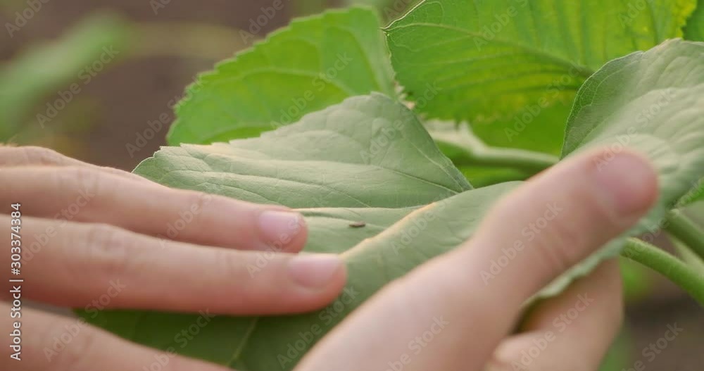 Male farmer in the field holds a small seedling. The cultivation of seedling. Agronomist inspects the seedling Male farmer in the field holds a small seedling. The cultivation of seedling. Agronomist inspects the seedling