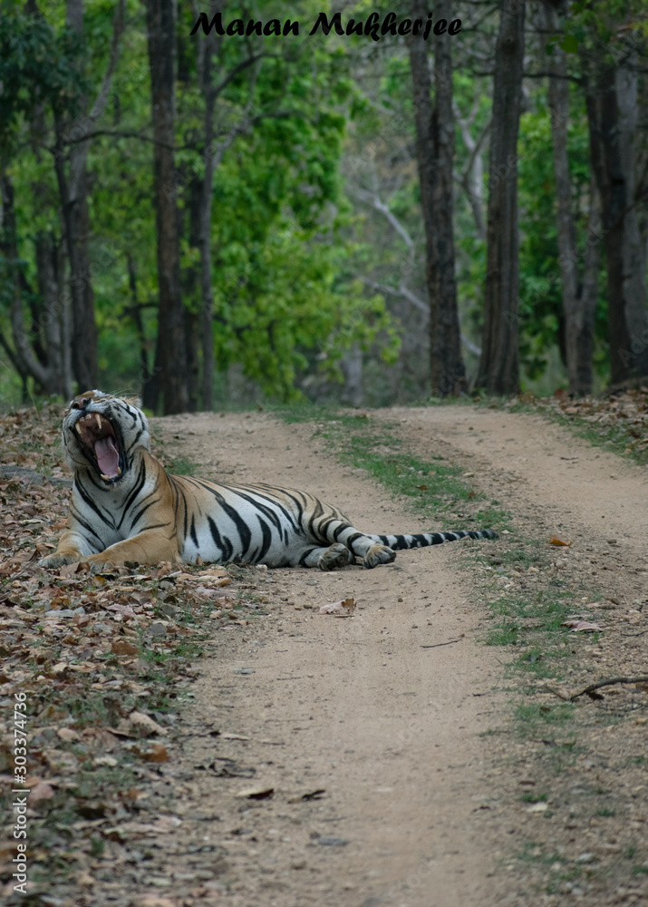 Fototapeta premium Royal Bengal Tiger India