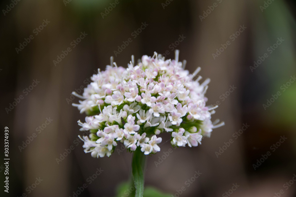 Blume Blume