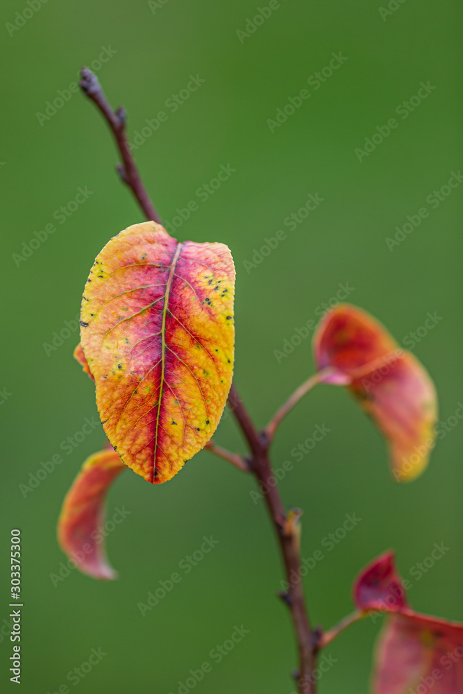 A colourful leaf in autumn, with a shallow depth of field A colourful leaf in autumn, with a shallow depth of field