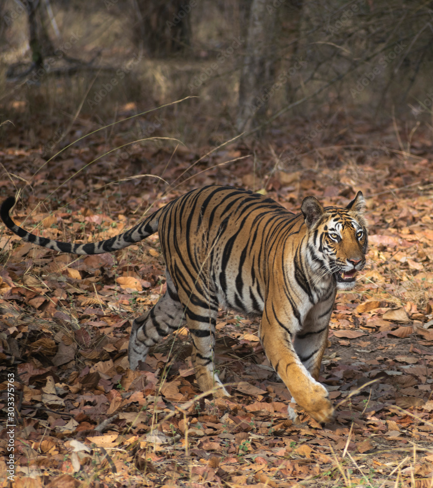 Royal Bengal Tiger India Royal Bengal Tiger India