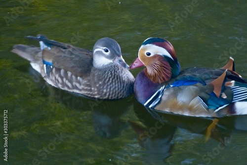 Loving pair of Mandarin ducks in mirky water facing each other with their beaks and chests touching