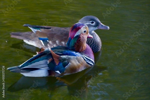 Pair of Mandarin ducks on mirky green pond swimming together