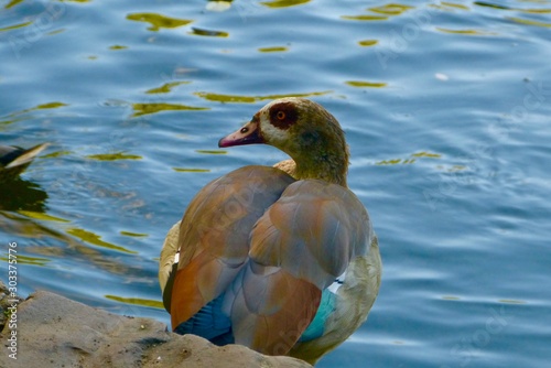 Close-up of stunningly colorful Egyptian goose resting on a rock on the edge of a petrol-colored pond with golden reflexes, side view of head