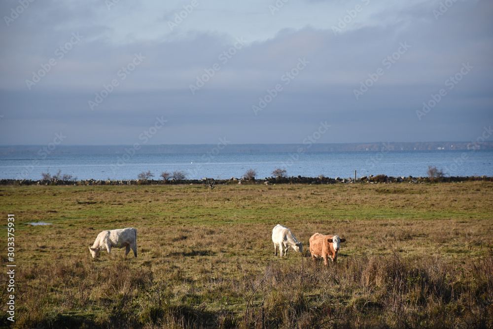 Obraz premium Grazing cattle by fall season in a coastal grassland