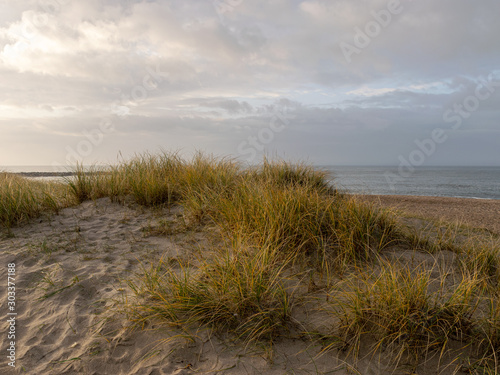 landscape with dunes  dry grass and sand texture