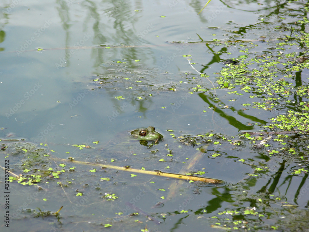 Frog Frog