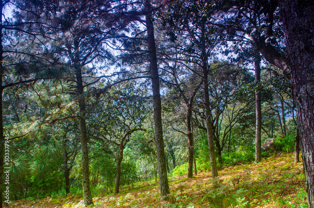 bosque bosque