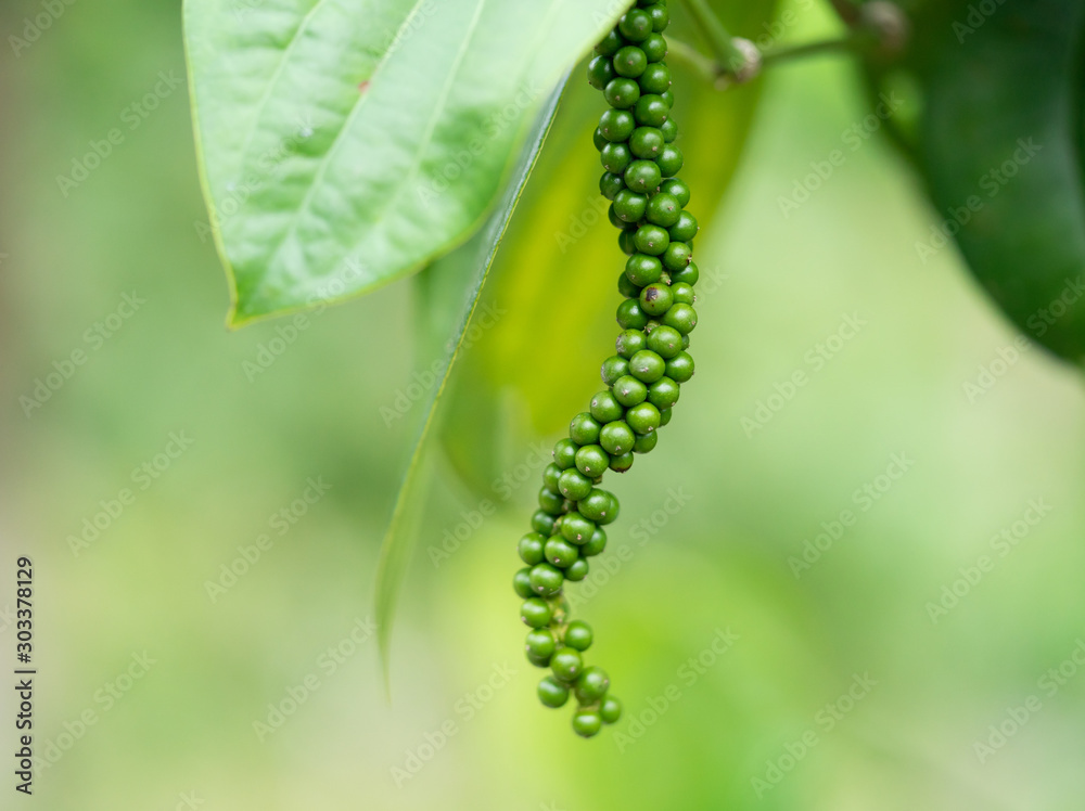 Close-up of fresh live green peper in Vietnam.Fresh Piper on its tree. food ingredient/ flavoring herb.Black pepper/ Black gold. green grasshopper.
