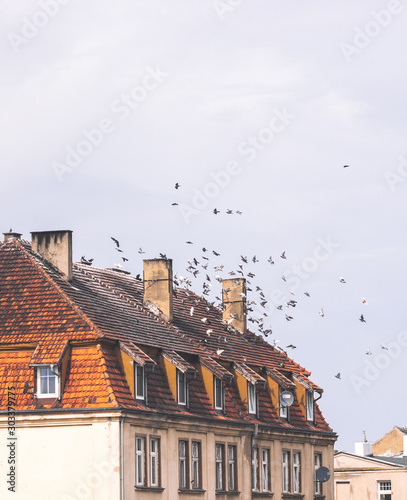 Obraz na płótnie Birds falling from the rooftop w salonie