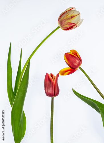 Tulips on White