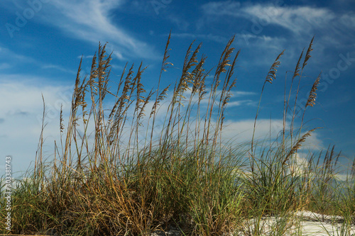 Fototapeta Naklejka Na Ścianę i Meble -  Sea Oats, Sand and Sky in Jacksonville Beach