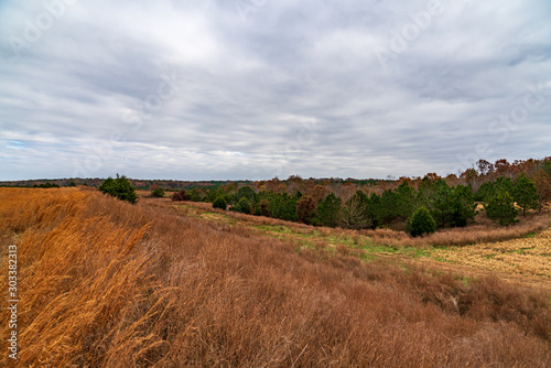 Autumn landscape with trees