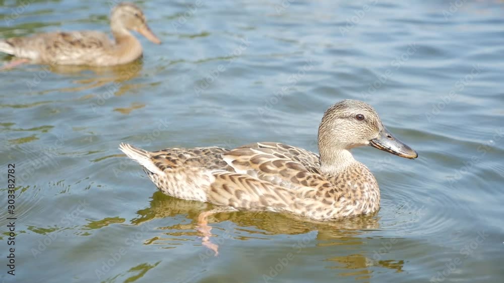 Duck swimming in water Duck swimming in water