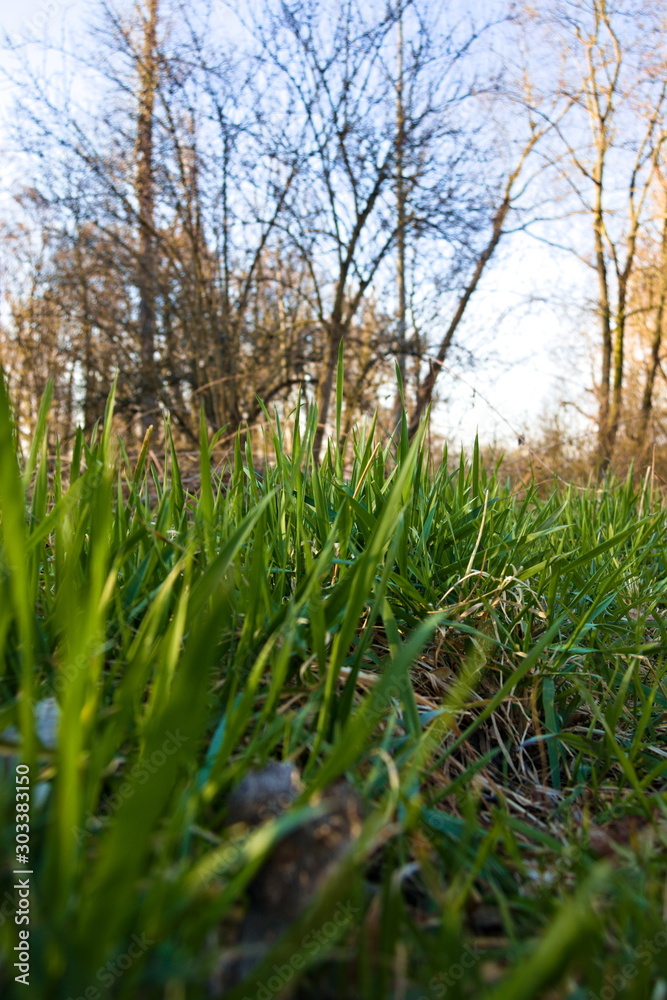 Spring time concept - Fresh green grass with selective focus and blue sky at the edge of a forest