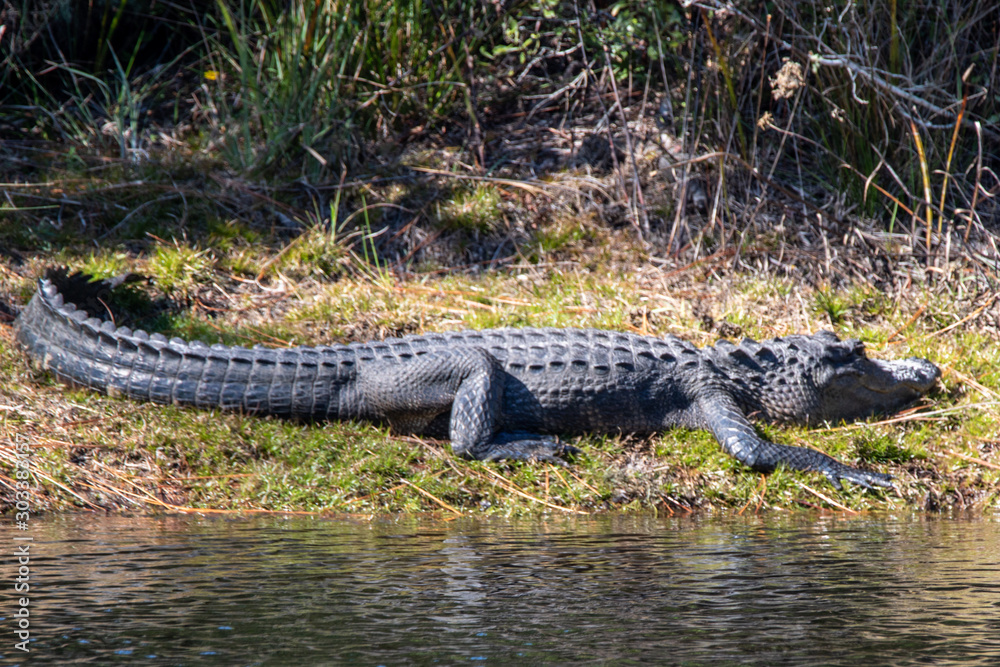 Alligator im Okefenokee Sumpf Alligator im Okefenokee Sumpf