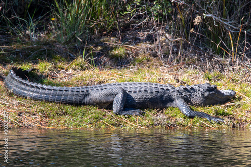 Alligator im Okefenokee Sumpf
