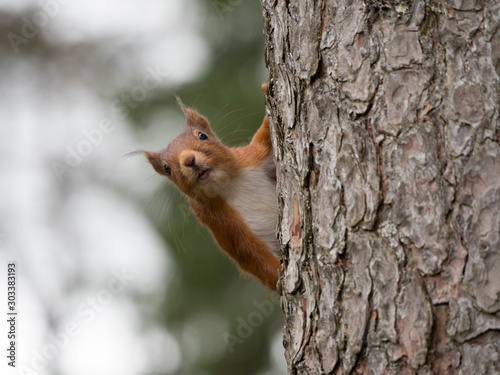 Ecureuil roux (Sciurus vulgaris) accroché à un arbre. Portrait de face.