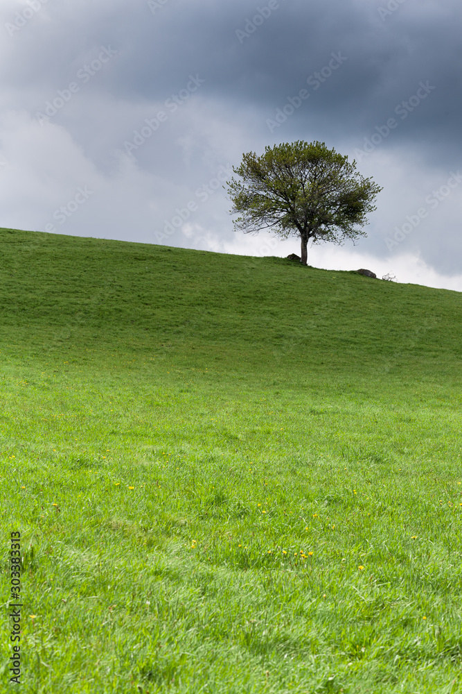 Obraz premium l'arbre au bout du pré