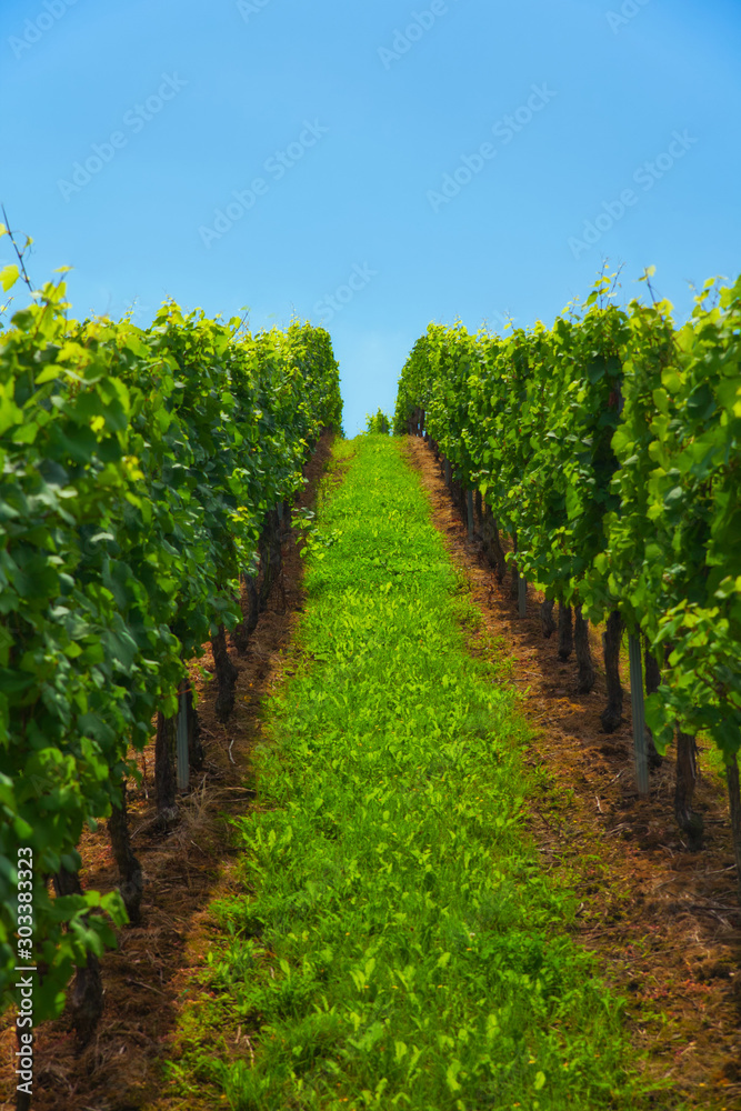 vineyard on Mosel