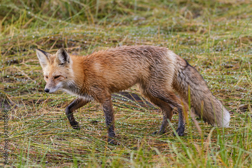 Colorado Wildlife - Red Fox On The Hunt In A Marsh © Gary