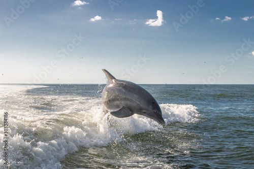 Delfine in Florida